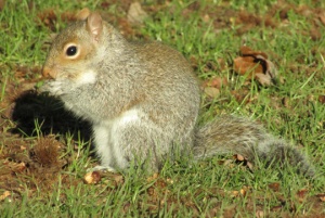 Captured on Camera Keele Squirrel